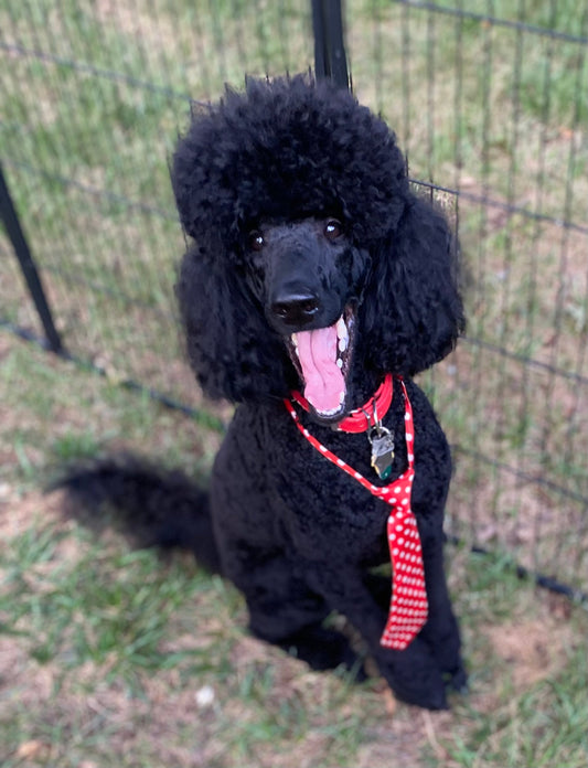 What Are the Friendliest Dogs?