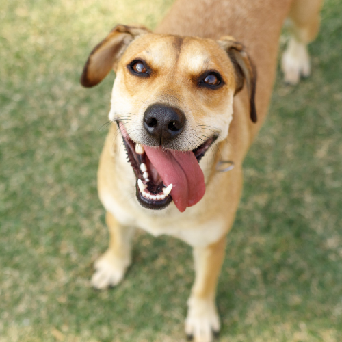 Making the Case for Mutts: Why You Should Choose One as Your Next Pet